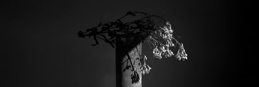 Sustainable Photography Conference 2025 Open for Submissions!