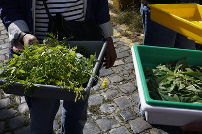 Positive Pinholes with Plant Based Developers